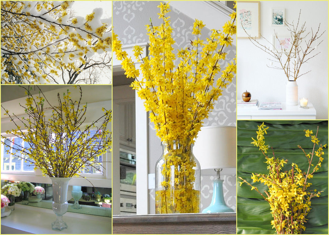 How to get FORSYTHIA BLOOMS in Winter!